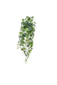 SCINDAPSUS PICTUS HANGING BUSH 90CM