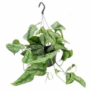 Scindapsus 'Trebie' - P15cm