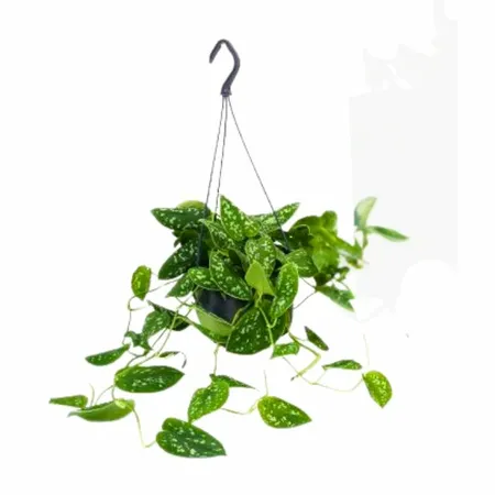 Scindapsus/Zilverrank 'Argyraeus' - P15cm