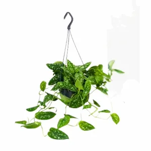 Scindapsus/Zilverrank 'Argyraeus' - P15cm