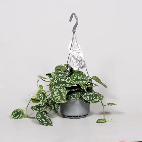 Scindapsus/Zilverrank - P14cm - afbeelding 4