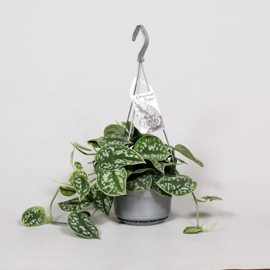 Scindapsus/Zilverrank - P14cm - afbeelding 3