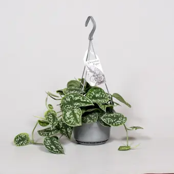 Scindapsus/Zilverrank - P14cm - afbeelding 3