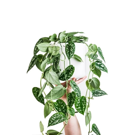 Scindapsus/Zilverrank - P14cm - afbeelding 2