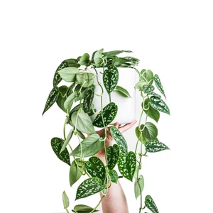 Scindapsus/Zilverrank - P14cm - afbeelding 2