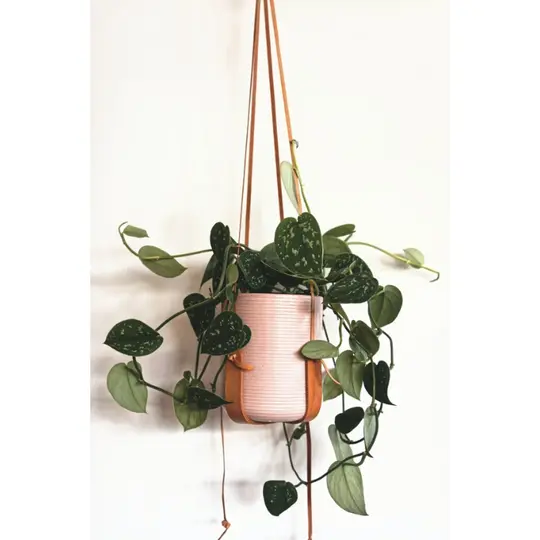 Scindapsus/Zilverrank - P14cm - afbeelding 5