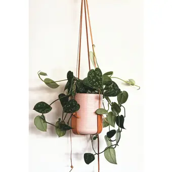 Scindapsus/Zilverrank - P14cm - afbeelding 5