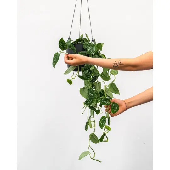 Scindapsus/Zilverrank - P14cm - afbeelding 7