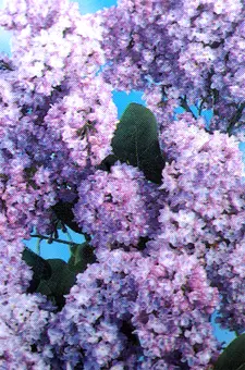 Sering Gewone in Soorten - P23cm - afbeelding 3