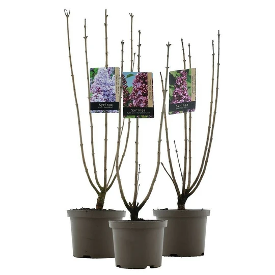 Sering Gewone in Soorten - P23cm - afbeelding 1