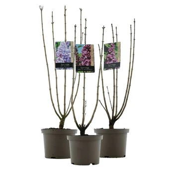 Sering - Gewone in Soorten - P23cm