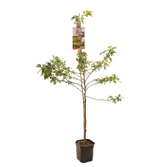 Sierappelboom 'Red Sentinel' - Laagstam - afbeelding 1