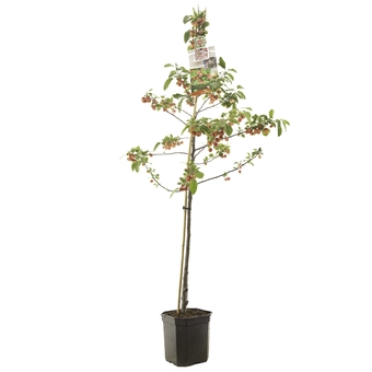 Sierappelboom 'Red Sentinel' - Laagstam - afbeelding 2