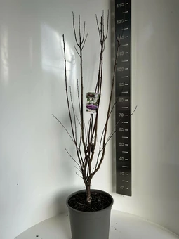 Sierpruim 'Crimson Pointe'