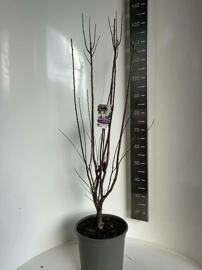 Sierpruim 'Crimson Pointe' - P29cm