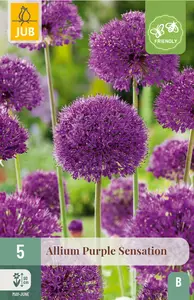 Sierui 'Purple Sensation'