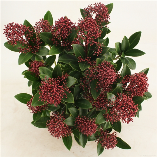Skimmia japonica 'Rubella' - P19cm - afbeelding 2