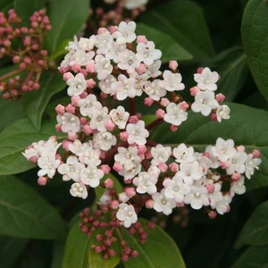 Sneeuwbal 'Ladybird' - afbeelding 2