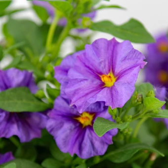 Solanum Rantonnetii - Op Stam - afbeelding 2