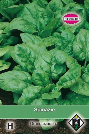 Spinazie 'Regiment' F1 - afbeelding 1