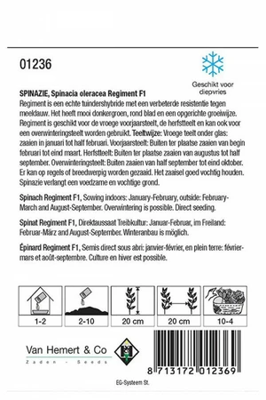 Spinazie 'Regiment' F1 - afbeelding 2