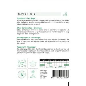 Spruitkool 'Groninger' - afbeelding 2