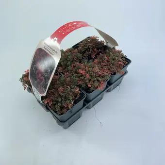 Stekelnootje - afbeelding 3