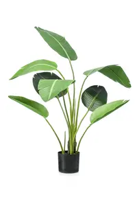 STRELITZIA 120CM/8LVS