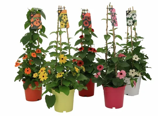 Suzanne-Met-De-Mooie-Ogen - P17cm