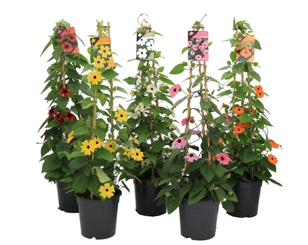 Suzanne Met De Mooie Ogen - Thunbergia Alata - Potmaat 19 Cm