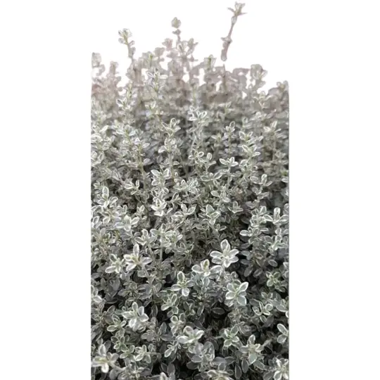 Tijm - P25cm - afbeelding 2