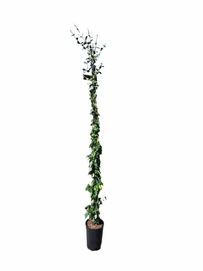Toscaanse Jasmijn - H180-200 - P26cm 