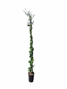 Toscaanse Jasmijn - H180-200 - P26cm 