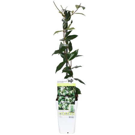Toscaanse jasmijn 'Star of Venice' - Trachelospermum jasminoides - Potmaat 15 cm