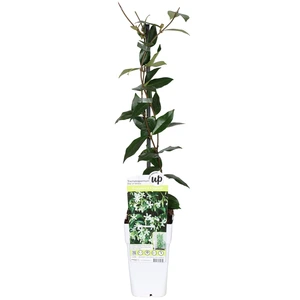 Toscaanse jasmijn 'Star of Venice' - Trachelospermum jasminoides - Potmaat 15 cm