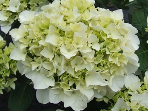Tuinhortensia Wit - Hydrangea Macrophylla - Potmaat 23 Cm - afbeelding 3