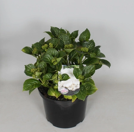 Tuinhortensia Wit - Hydrangea Macrophylla - Potmaat 23 Cm - afbeelding 2