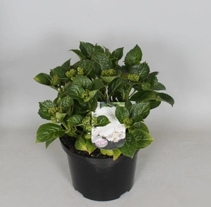 Tuinhortensia Wit - Hydrangea Macrophylla - Potmaat 23 Cm - afbeelding 2