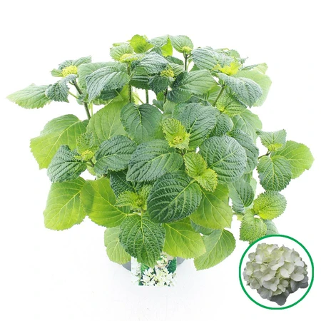 Tuinhortensia Wit - Hydrangea Macrophylla - Potmaat 23 Cm - afbeelding 1