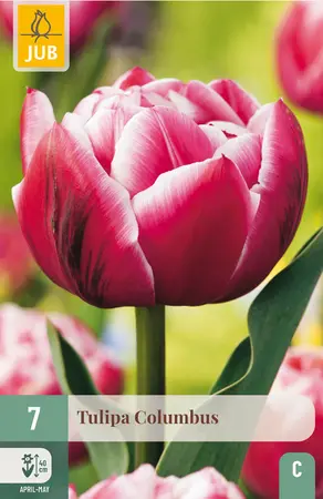 Tulp 'Columbus'