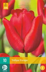 Tulp 'Escape' - afbeelding 3