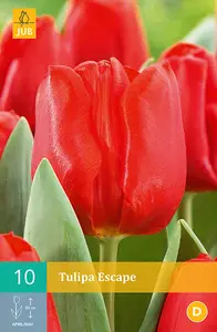 Tulp 'Escape' - afbeelding 2