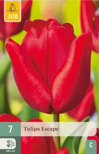 Tulp 'Escape' - afbeelding 3