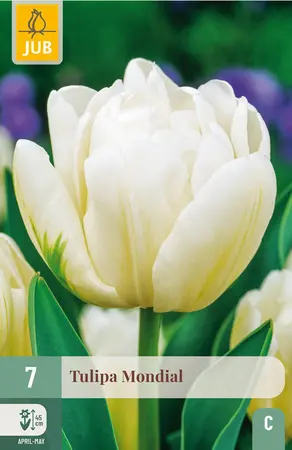 Tulp 'Mondial'