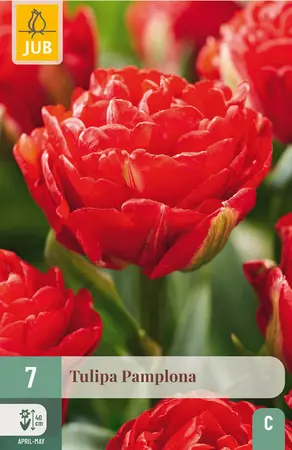 Tulp 'Pamplona'