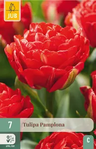 Tulp 'Pamplona'