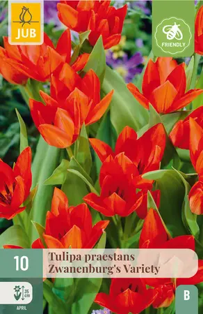 Tulp praestans 'Zwanenburg Variety'