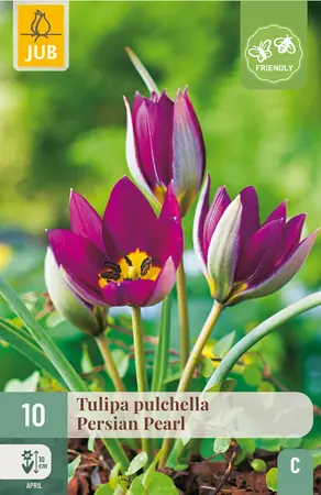 Tulp pulchella 'Persian Pearl'