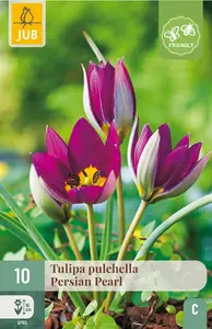 Tulp pulchella 'Persian Pearl'