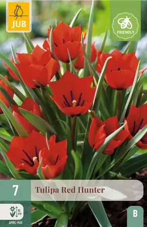 Tulp 'Red Hunter'